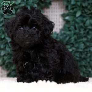 Isaac, Havapoo Puppy