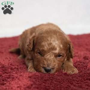 Isaiah, Cavapoo Puppy
