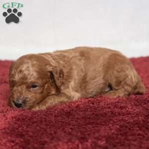 Isaiah, Cavapoo Puppy