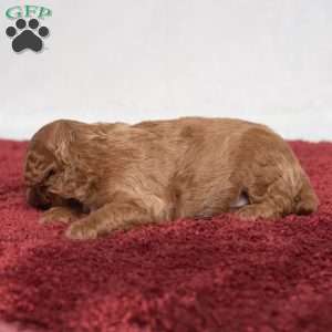 Isaiah, Cavapoo Puppy