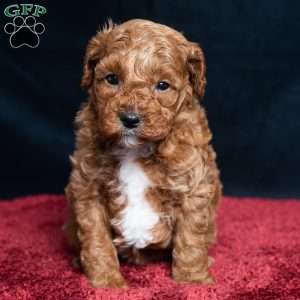 Isaiah, Cavapoo Puppy
