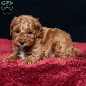 Isaiah, Cavapoo Puppy