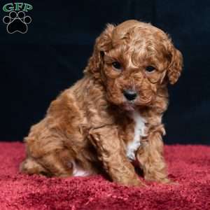 Isaiah, Cavapoo Puppy
