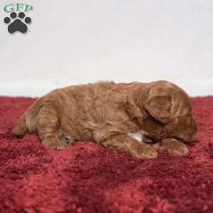 Isaiah, Cavapoo Puppy