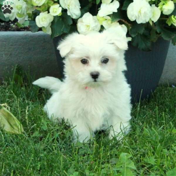 Isla, Maltese Puppy