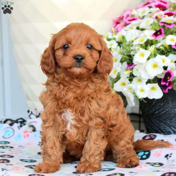 Isla, Cavapoo Puppy