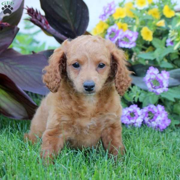 Isla, Mini Goldendoodle Puppy