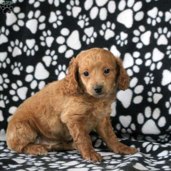 Isla, Mini Goldendoodle Puppy