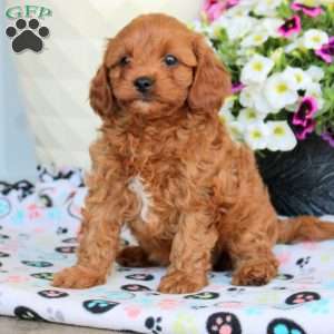 Isla, Cavapoo Puppy