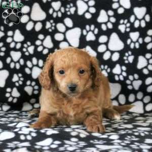 Isla, Mini Goldendoodle Puppy