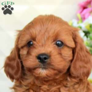 Isla, Cavapoo Puppy