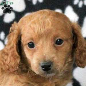 Isla, Mini Goldendoodle Puppy