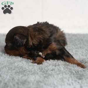 Israel, Cavapoo Puppy