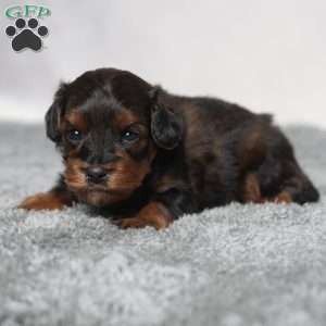 Israel, Cavapoo Puppy
