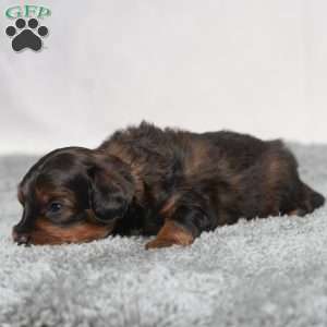 Israel, Cavapoo Puppy