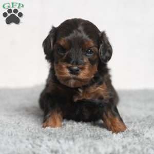 Israel, Cavapoo Puppy