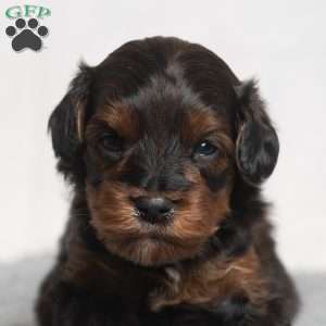 Israel, Cavapoo Puppy