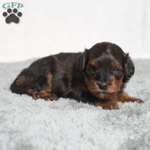 Israel, Cavapoo Puppy