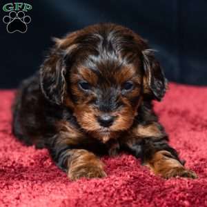 Israel, Cavapoo Puppy