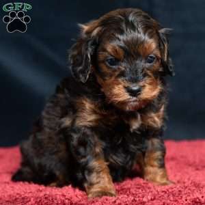 Israel, Cavapoo Puppy