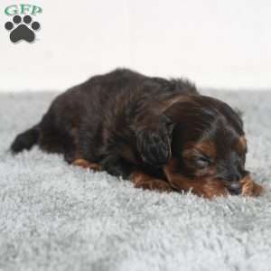 Israel, Cavapoo Puppy
