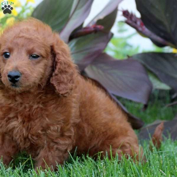 Ivan, Mini Goldendoodle Puppy
