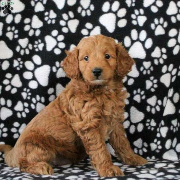 Ivan, Mini Goldendoodle Puppy