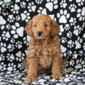 Ivan, Mini Goldendoodle Puppy
