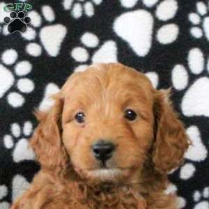 Ivan, Mini Goldendoodle Puppy