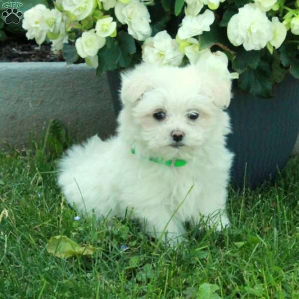 Ivy, Maltese Puppy