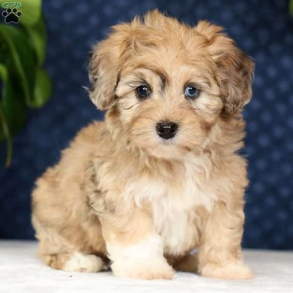 Ivy, Havapoo Puppy