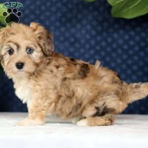 Ivy, Havapoo Puppy