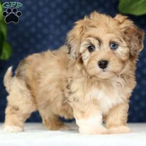 Ivy, Havapoo Puppy