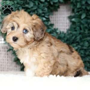 Ivy, Havapoo Puppy