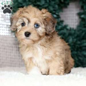 Ivy, Havapoo Puppy