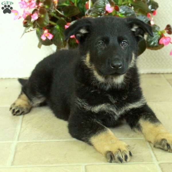 Izzy, German Shepherd Puppy