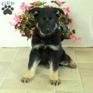 Izzy, German Shepherd Puppy