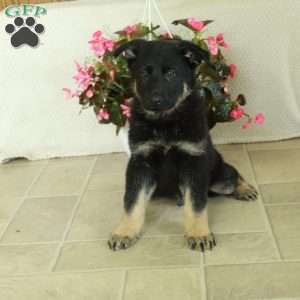 Izzy, German Shepherd Puppy