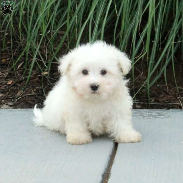 Jack, Maltese Puppy