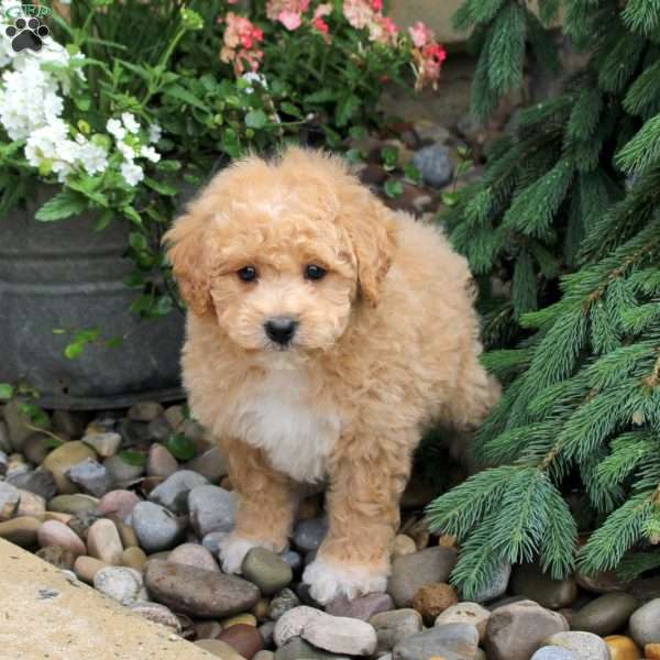 Jack, Bich-Poo Puppy