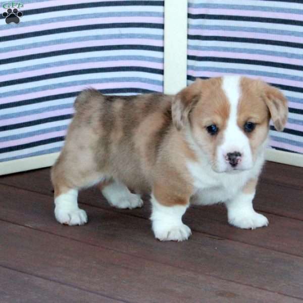 Jack, Welsh Corgi Mix Puppy