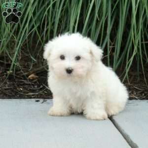 Jack, Maltese Puppy