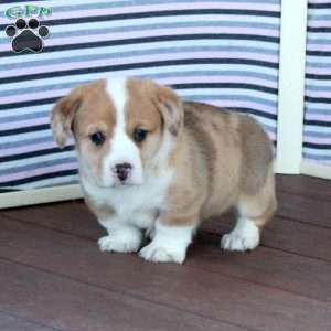 Jack, Welsh Corgi Mix Puppy