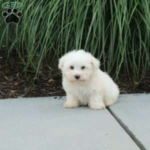 Jack, Maltese Puppy