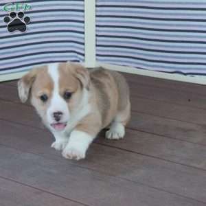 Jack, Welsh Corgi Mix Puppy