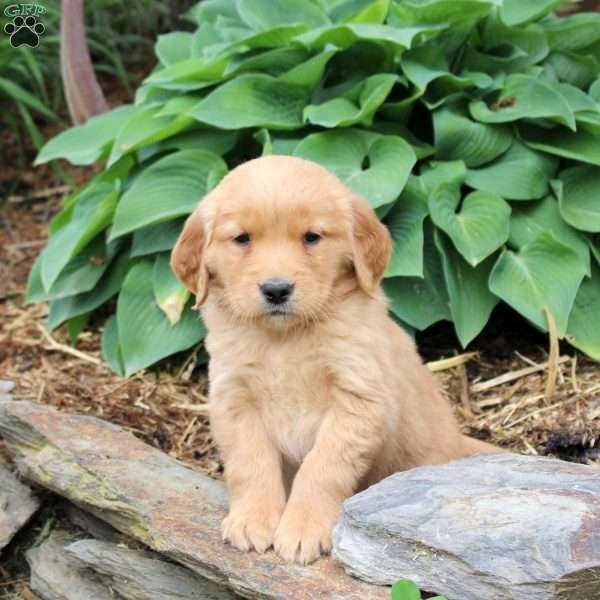 Jackie, Golden Retriever Puppy