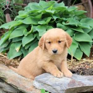 Jackie, Golden Retriever Puppy