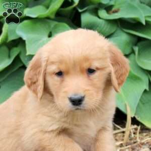 Jackie, Golden Retriever Puppy
