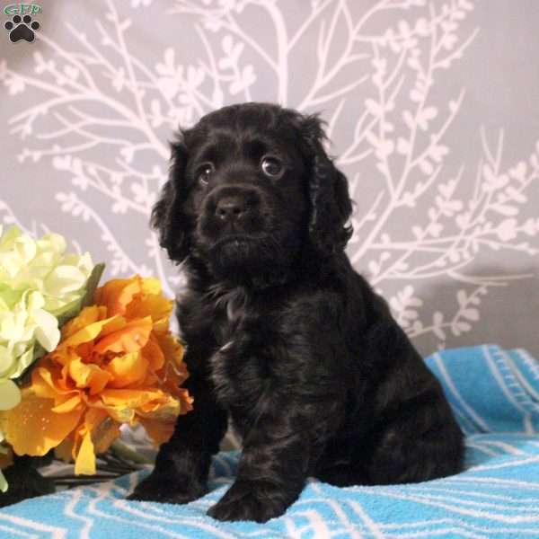 Jackson, Cocker Spaniel Puppy