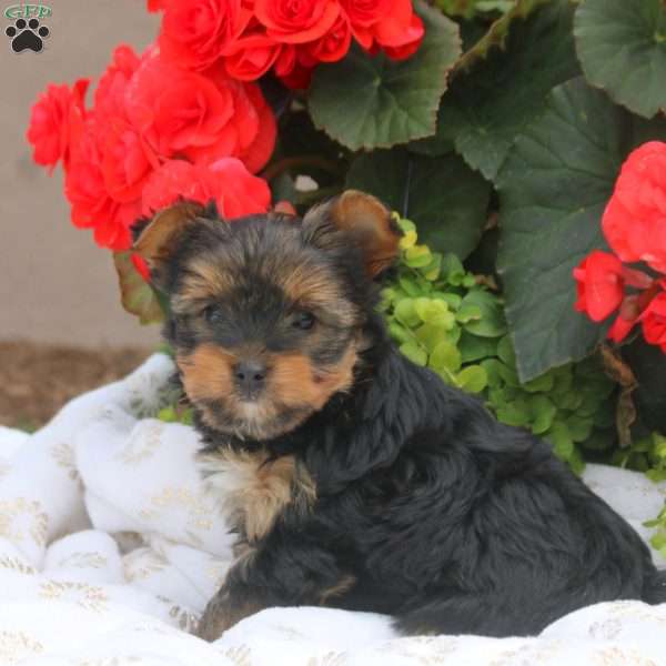 Jackson, Yorkie Puppy